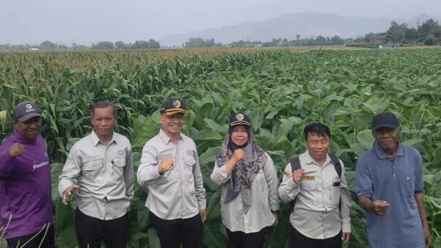 Kendati di Tengah Kemarau, Dinas Pertanian Tulungagung Tegaskan Produktivitas Serta Varietas Unggul Tetap Terjaga dan Diperkuat
